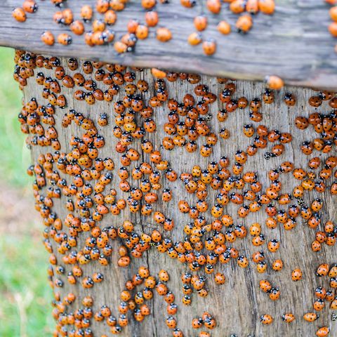 Asian Lady Beetles Are The Bad Version Of Ladybugs Here S