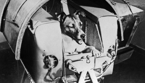 Laika, Russian cosmonaut dog, 1957.