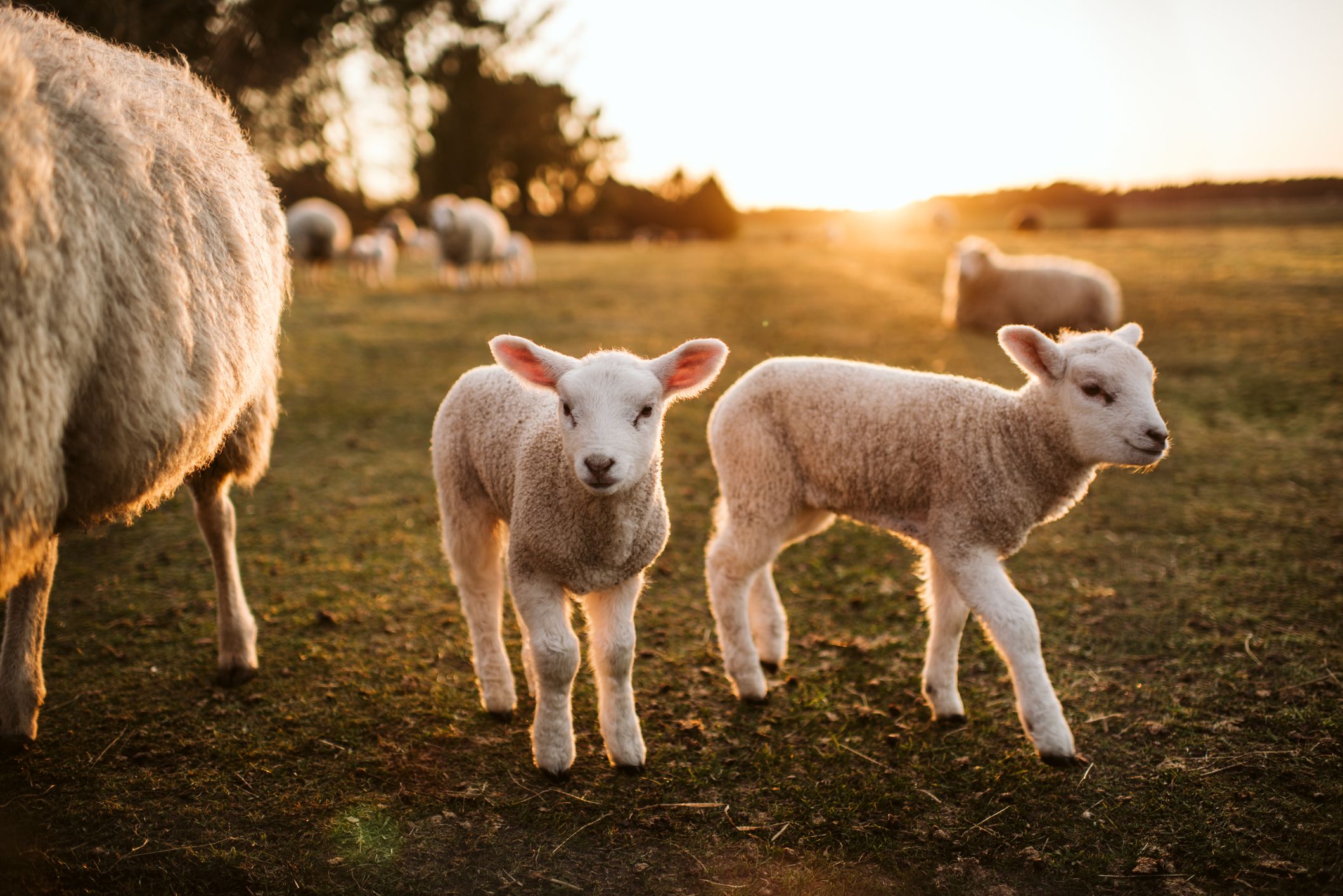 Lambing Season Please Walk Dog Responsibly Sign Farm Safety 