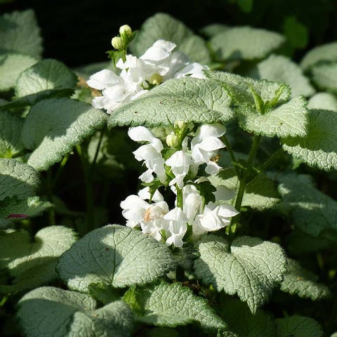 Lamium Dead Nettle lamium dead nettle