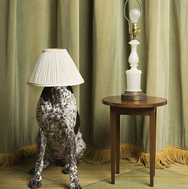 cane con paralume per lampada da tavolo