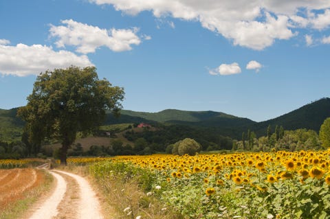 I Campi Di Girasoli Piu Belli Da Vedere In Italia