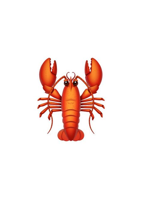 American lobster, Crayfish, Lobster, Homarus, Invertebrate, Decapoda, Spiny lobster, Seafood, Crustacean, Arthropod, 