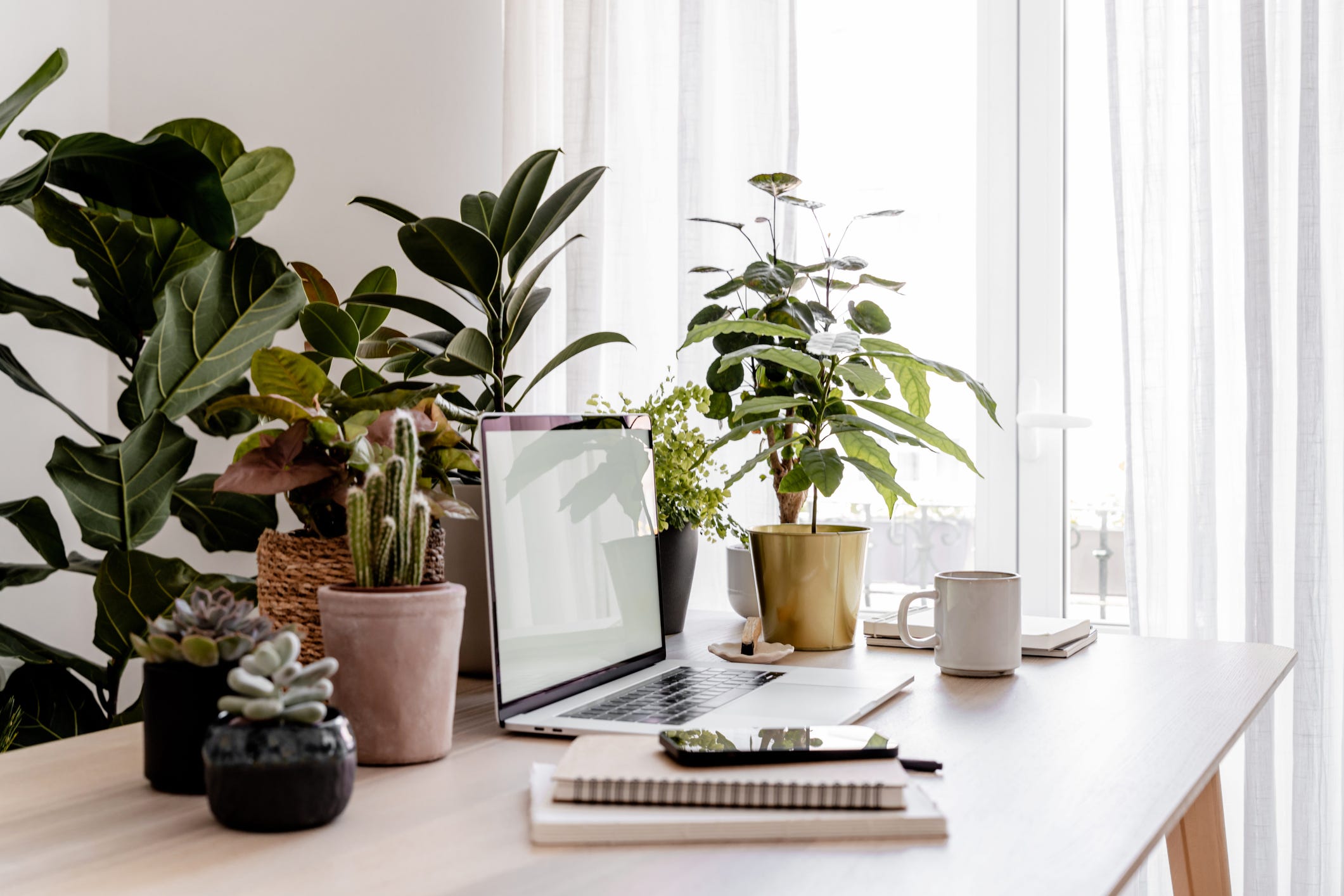 The 25 Best Office Plants That Will Perk Up Your Workspace