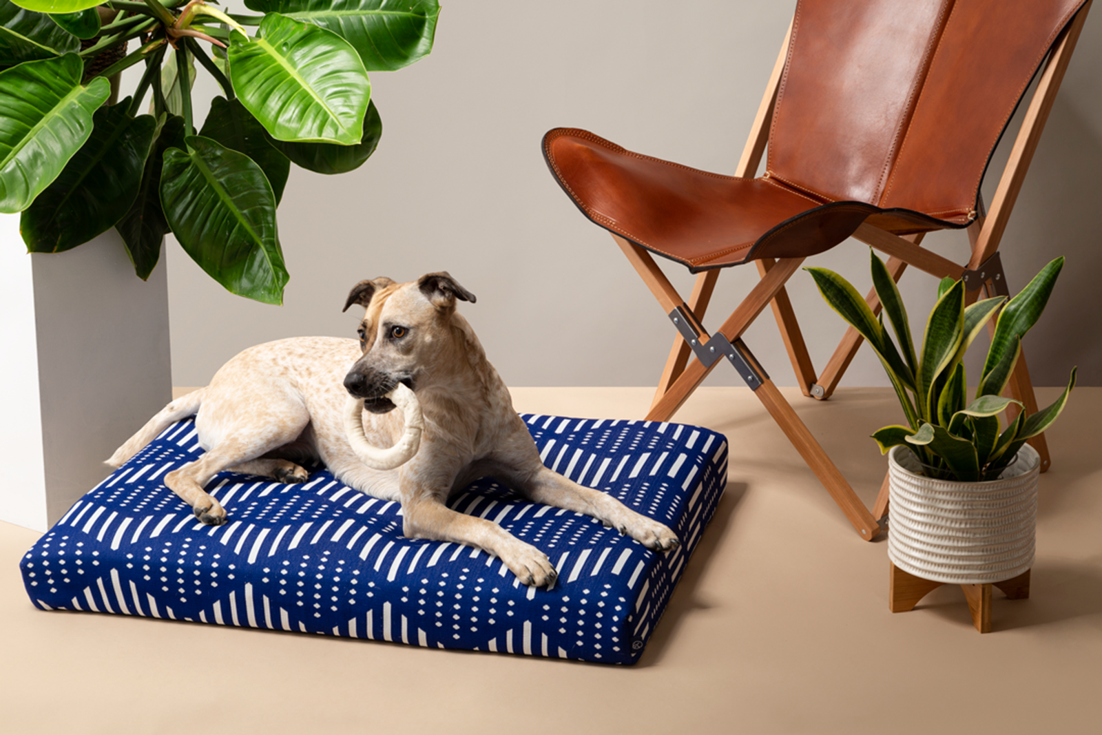 these-stylish-dog-beds-are-nicer-than-most-human-beds-flipboard