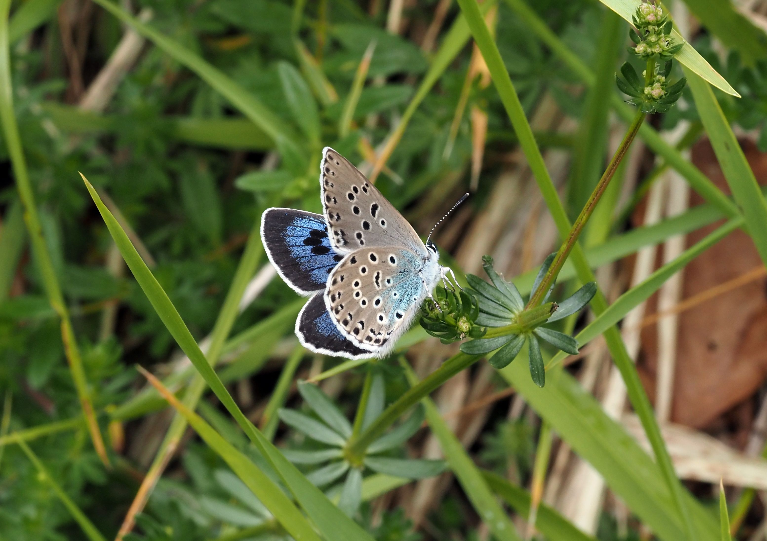 evans blue butterfly