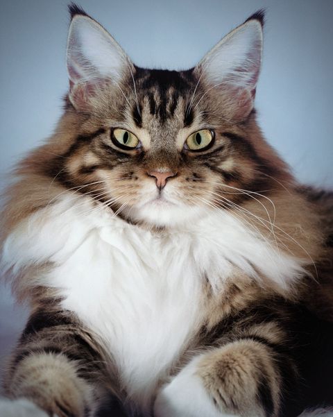 Casco Medalla reunirse Una lista con las 15 razas de gatos grandes más bonitas