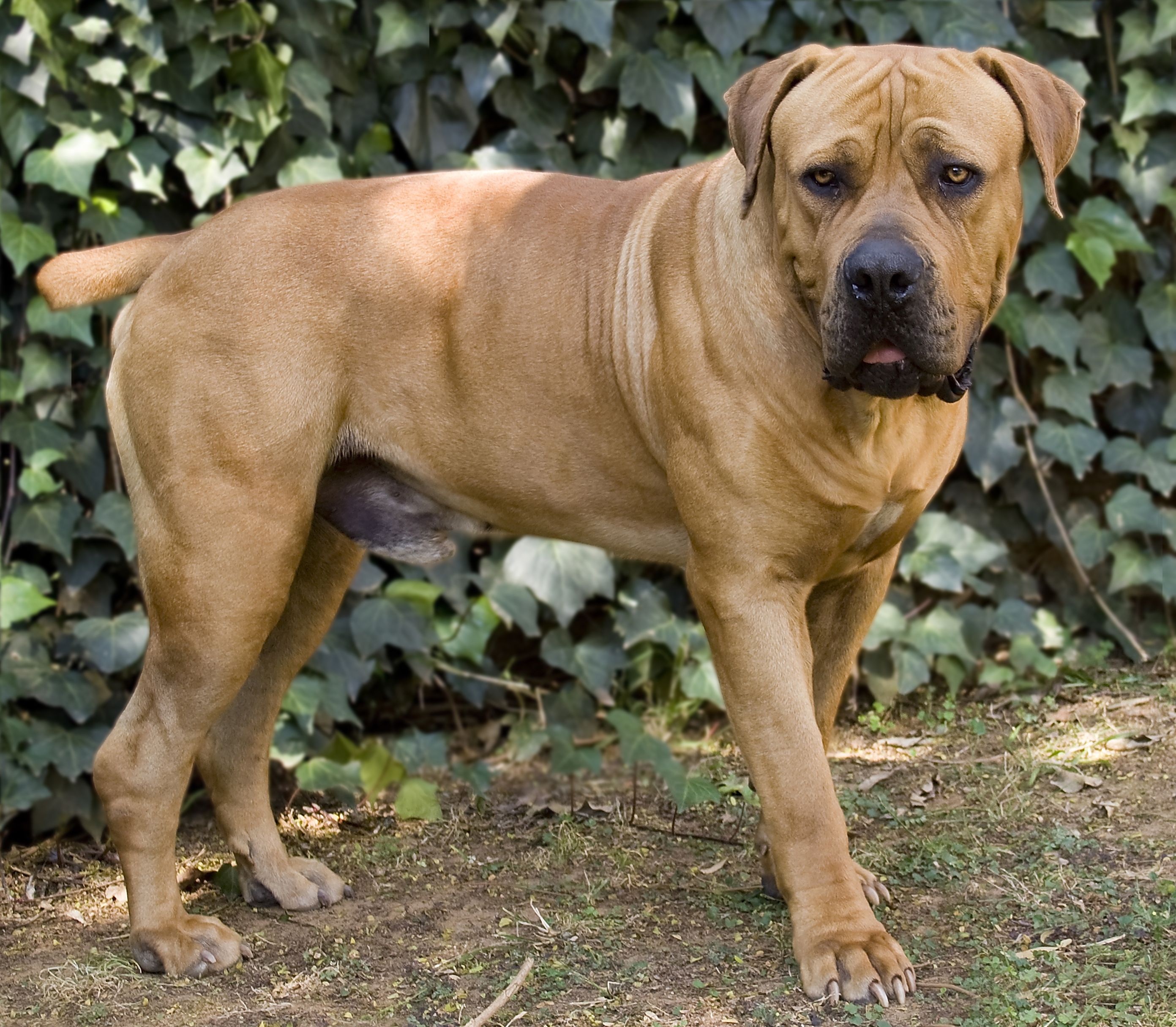 28 Of The Biggest Dog Breeds In The World | lupon.gov.ph
