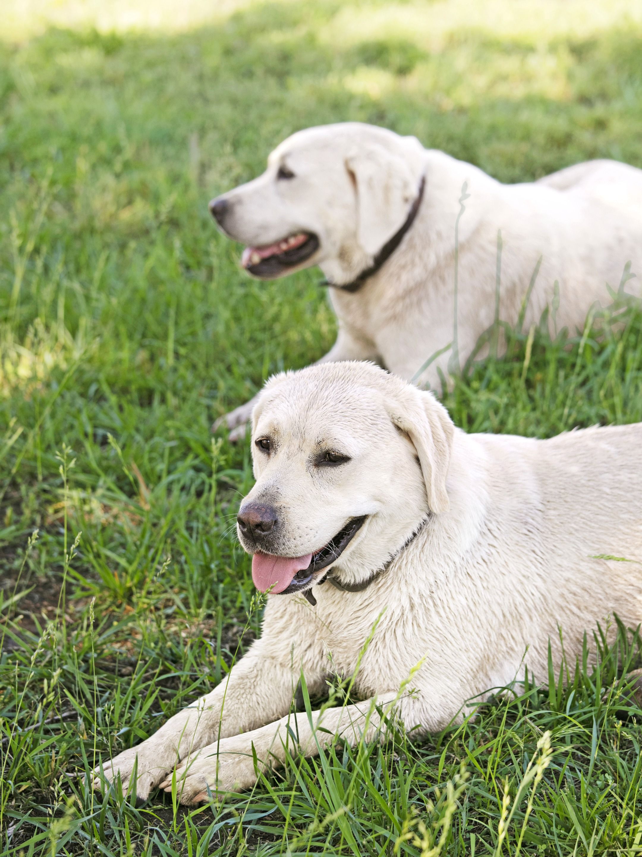 are labrador retriever getting larger