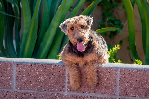 7 Large Dog Breeds That Don't Shed: Poodle, Airedale 