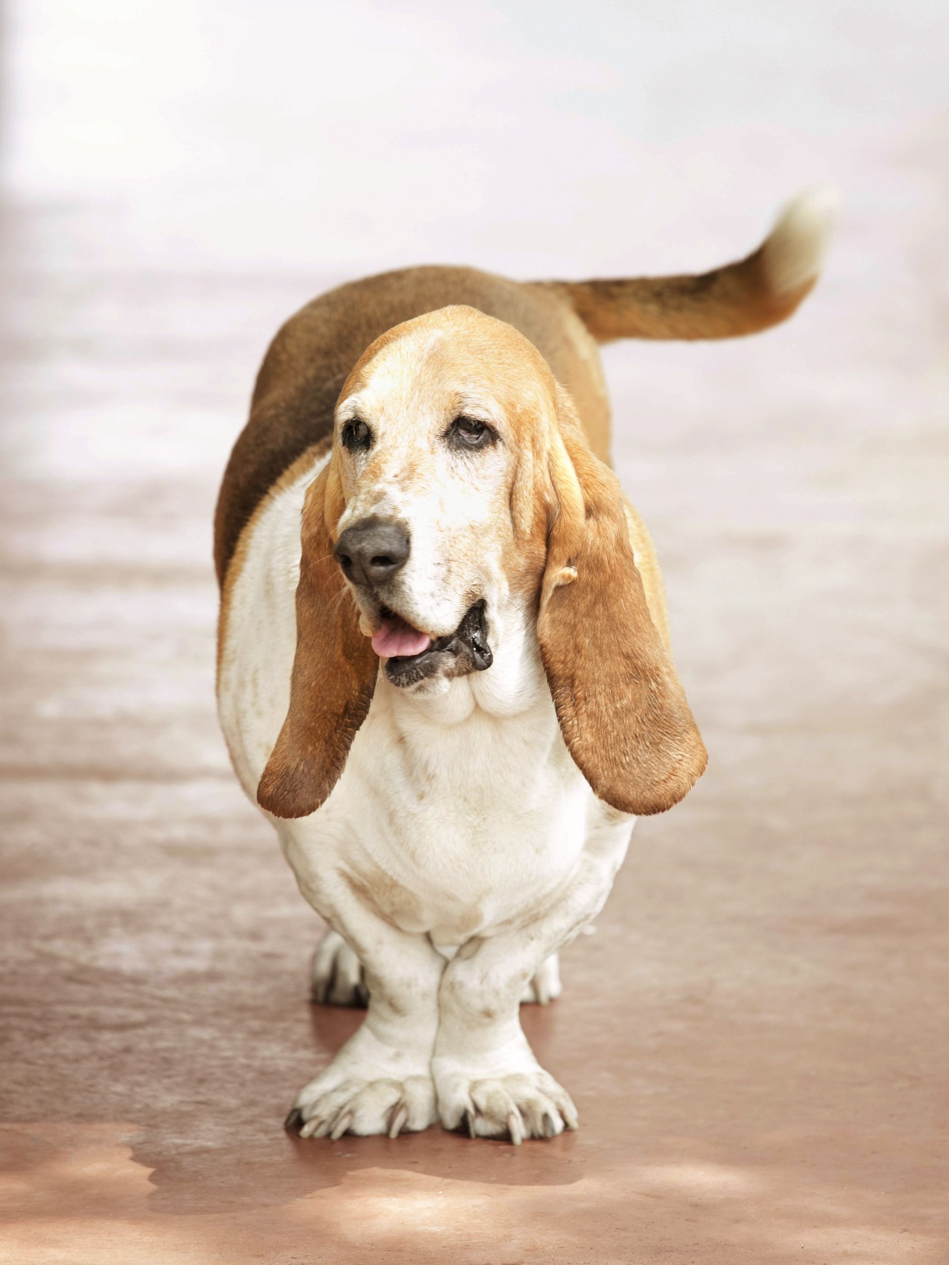 what is the largest breed of hound dog