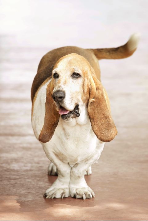 large dogs breeds basset hound