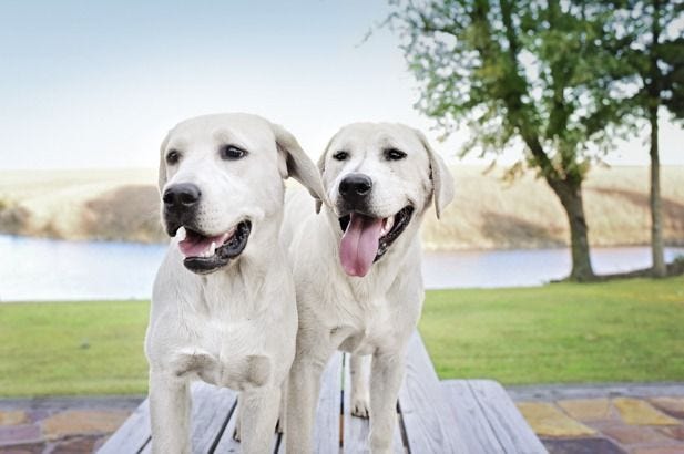 a place where dogs are bred reared trained