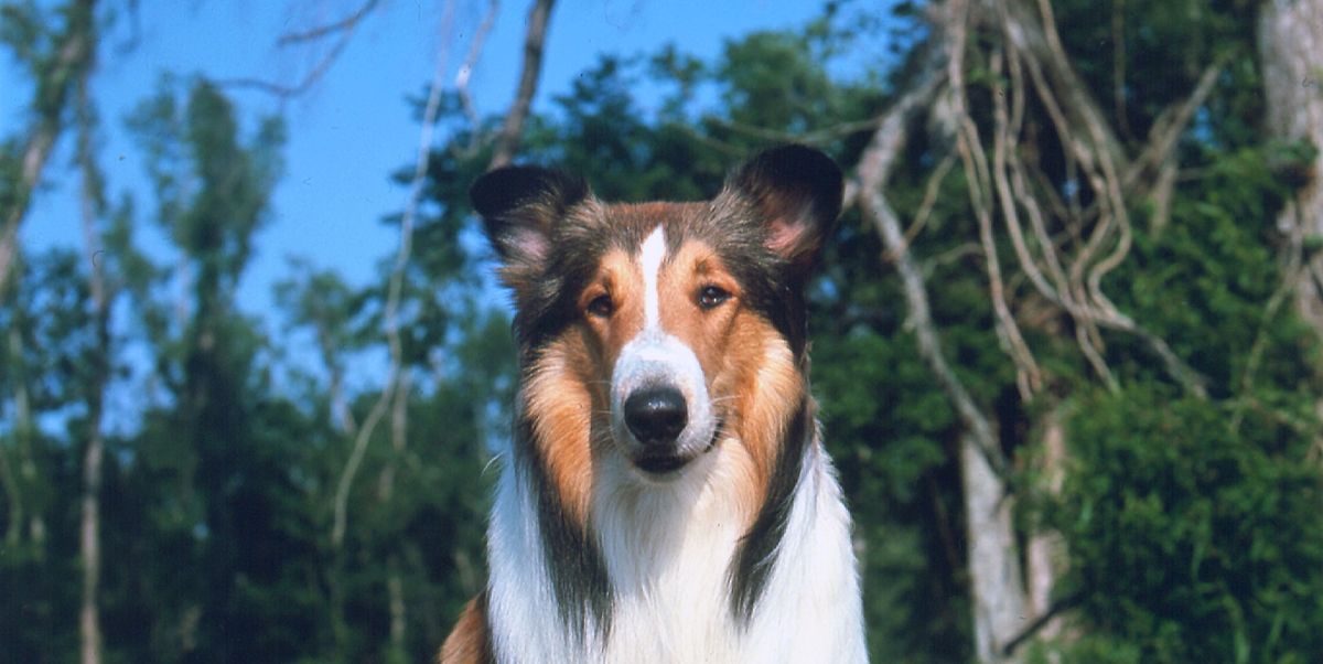 The Lassie Effect Pet Dogs Rush To Help Distressed Owners Research Shows