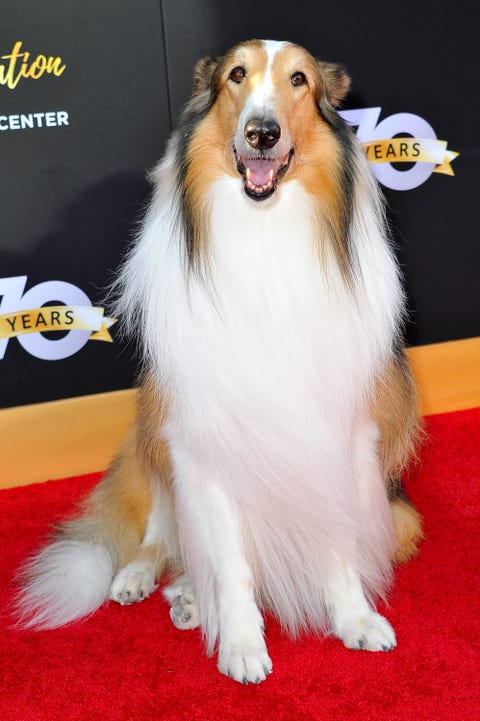 Cute Dog Pictures - Lassie