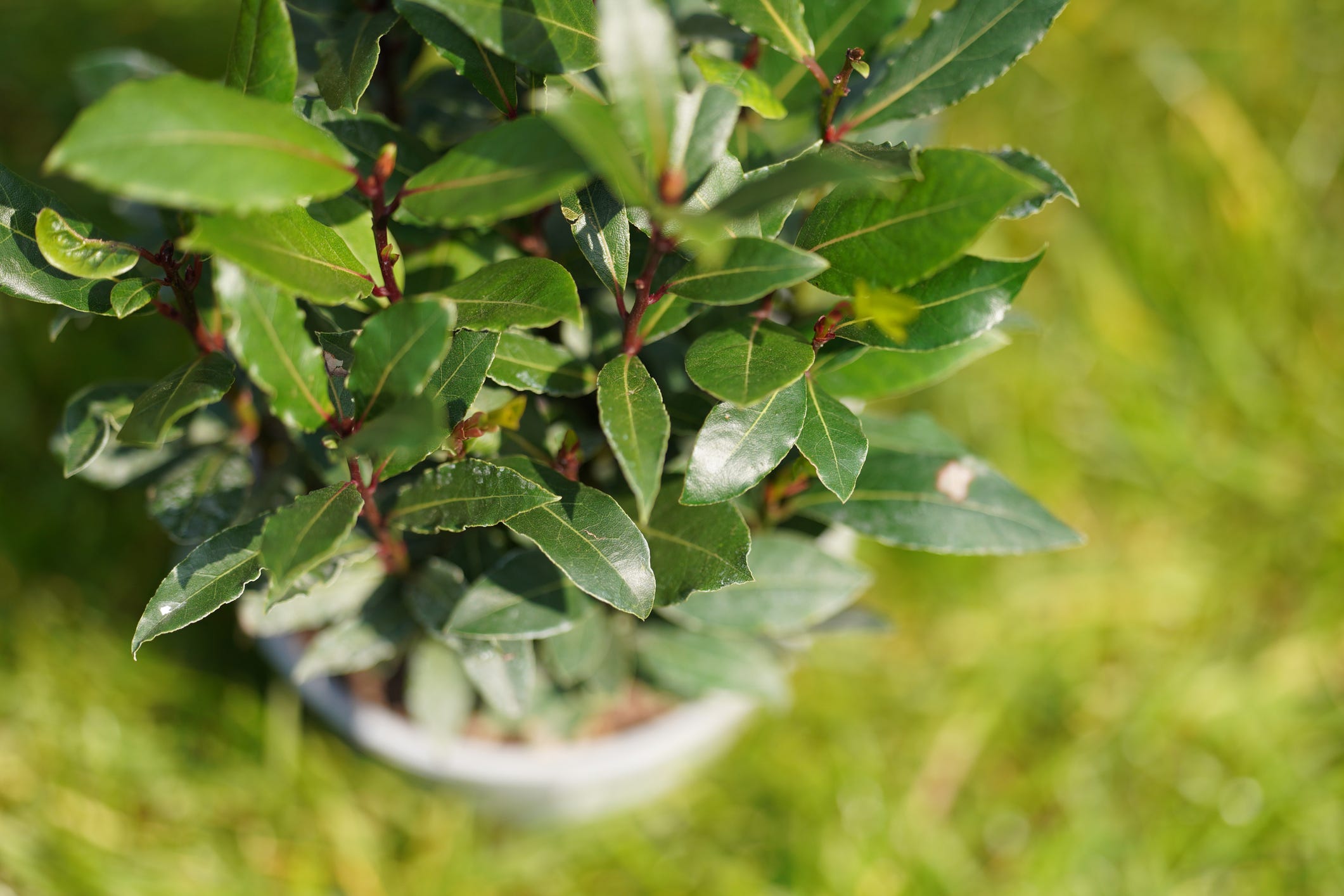 Chef's Secret: Grow Your Own Bay Leaf and You'll Never Run Out