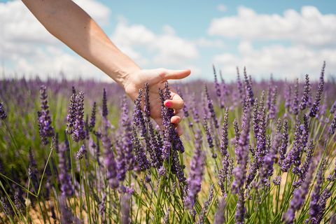 Lavender, People in nature, English lavender, Flower, Lavender, Plant, Flowering plant, French lavender, Grass family, Lupin, 