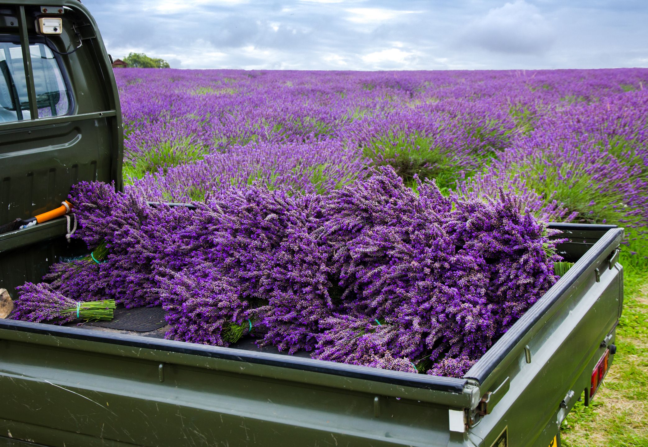 9 Great Lavender Plant Recipes and Uses - How to Grow Lavender