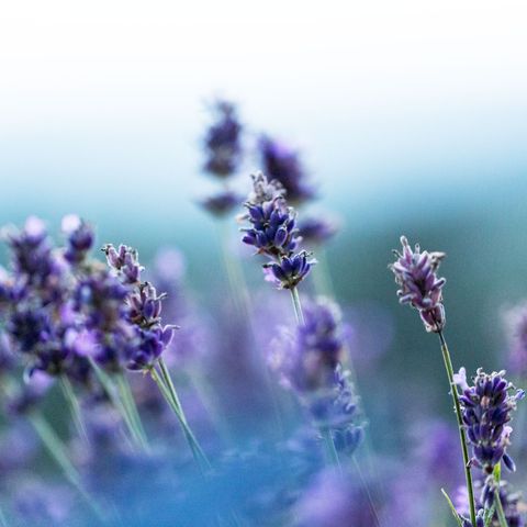 Flowering plant, Lavender, English lavender, Flower, Lavender, Purple, Violet, Plant, Lavandula dentata, Lilac, 