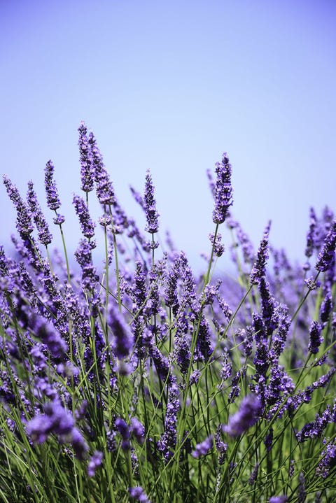 Lavanda - significados de la flor