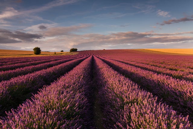 9 Lavender Fields You Need To Visit in 2022