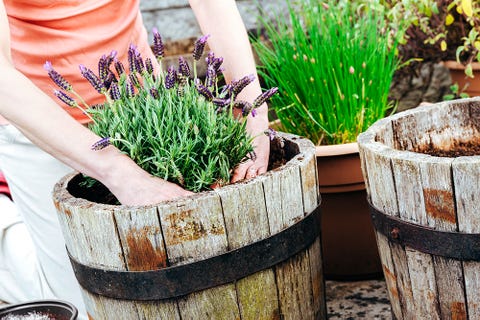 Lavender growing in pot 