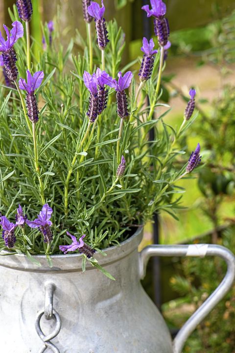 closeup image of pretty, scented lavender flowers planted in a french, aluminium milk churn
