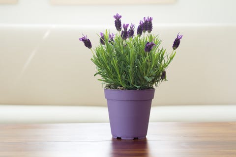 lavender plant flowers in pot lavender plant flowers in pot