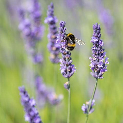 eine Biene auf einer Lavendelblume an einem warmen Sommertag
