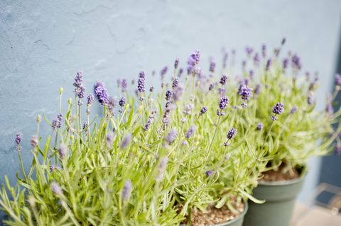 Flower, Flowering plant, Lavender, Lavender, Plant, French lavender, Purple, English lavender, Lavandula dentata, Fernleaf lavender, 