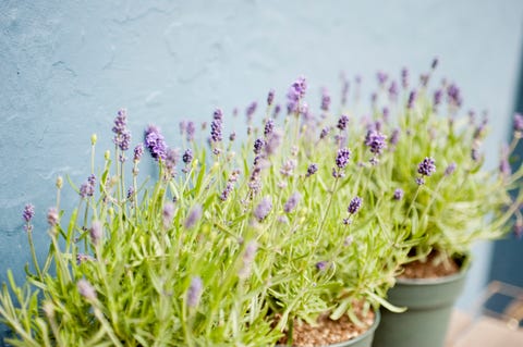 Flower, Flowering plant, Lavender, Lavender, Plant, French lavender, Purple, English lavender, Lavandula dentata, Fernleaf lavender, 