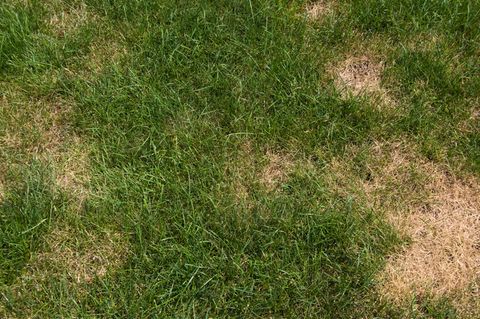 How To Treat Dry Grass And Brown Spots Lawn Care Guide
