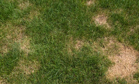 How To Treat Dry Grass And Brown Spots Lawn Care Guide