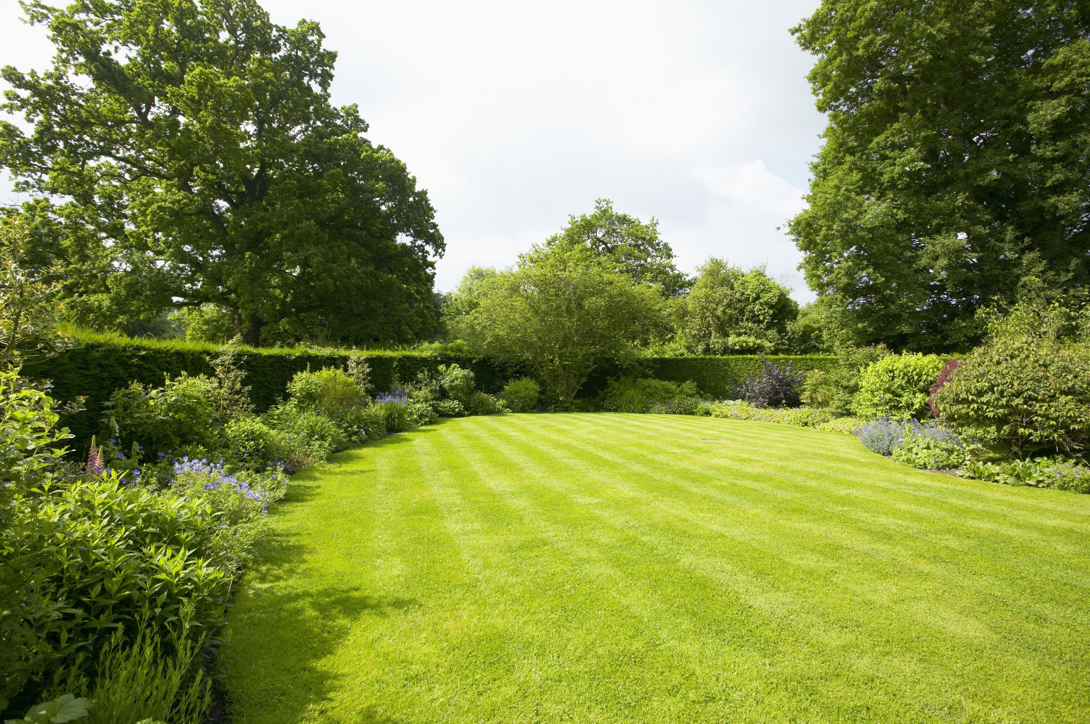 green landscaping bushes