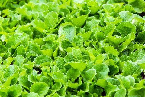 what to grow in november mustard greens