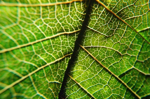 Leaf - up close