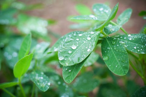 hoja de la planta de cacahuete con gotas de lluvia