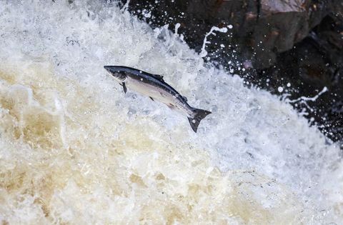 leaping salmon