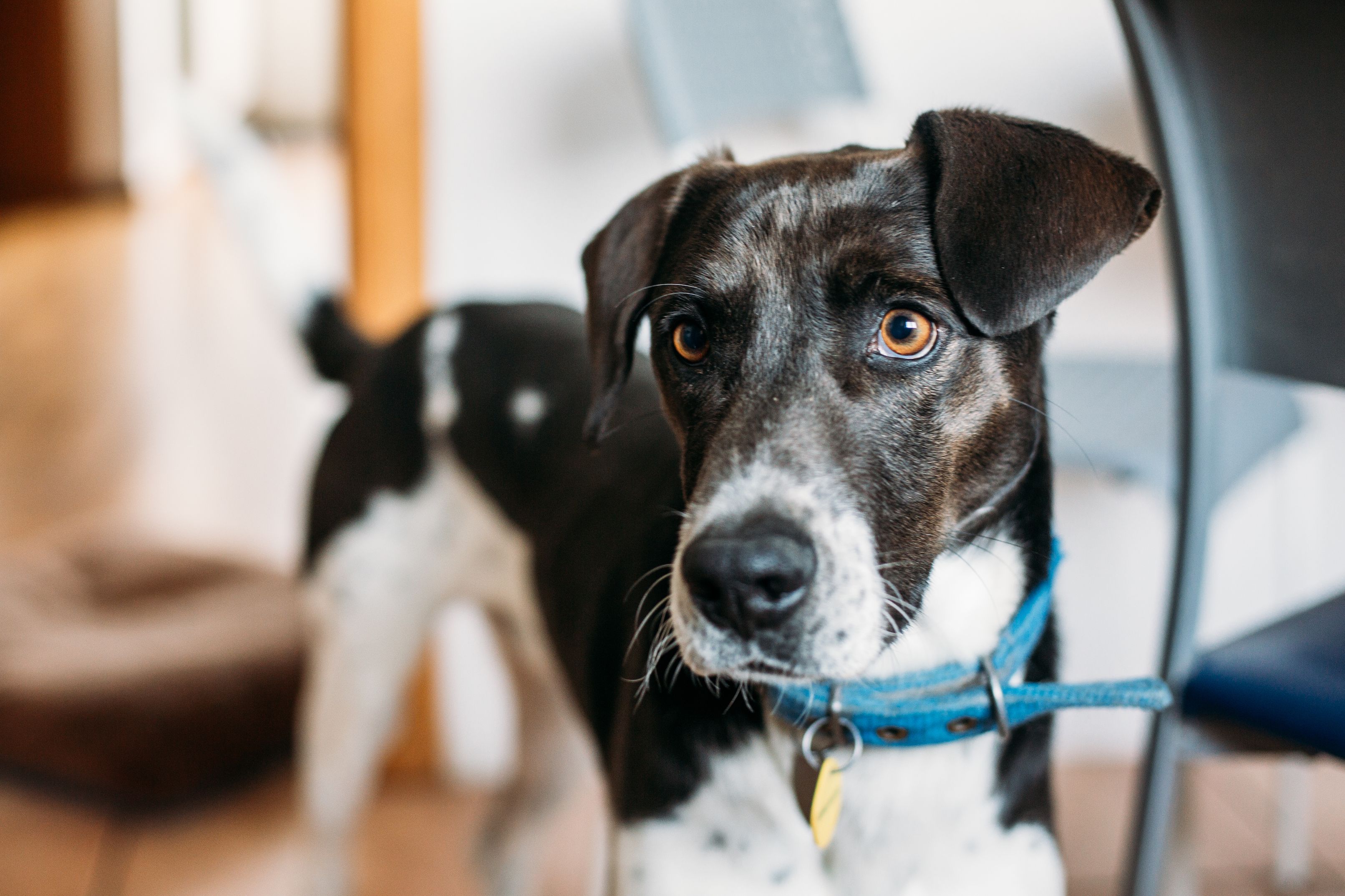 dog choke chain pets at home