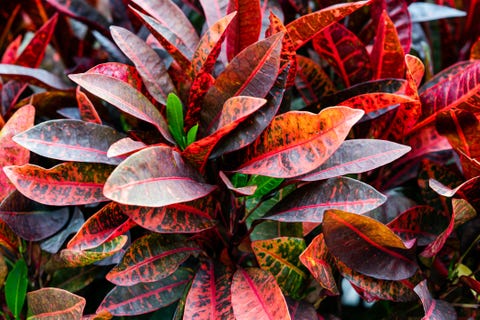 leaves of various colors