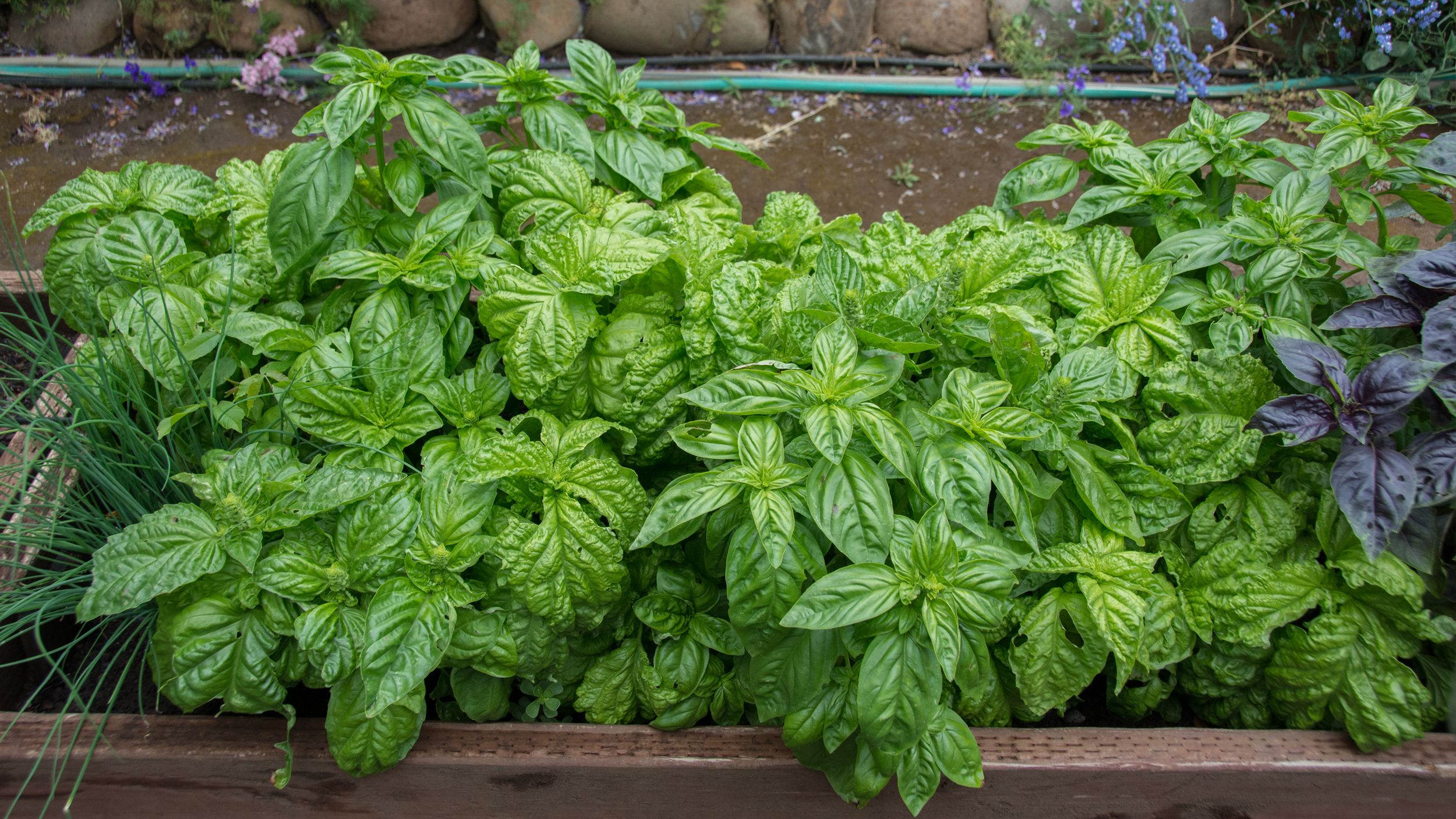 How To Grow Basil