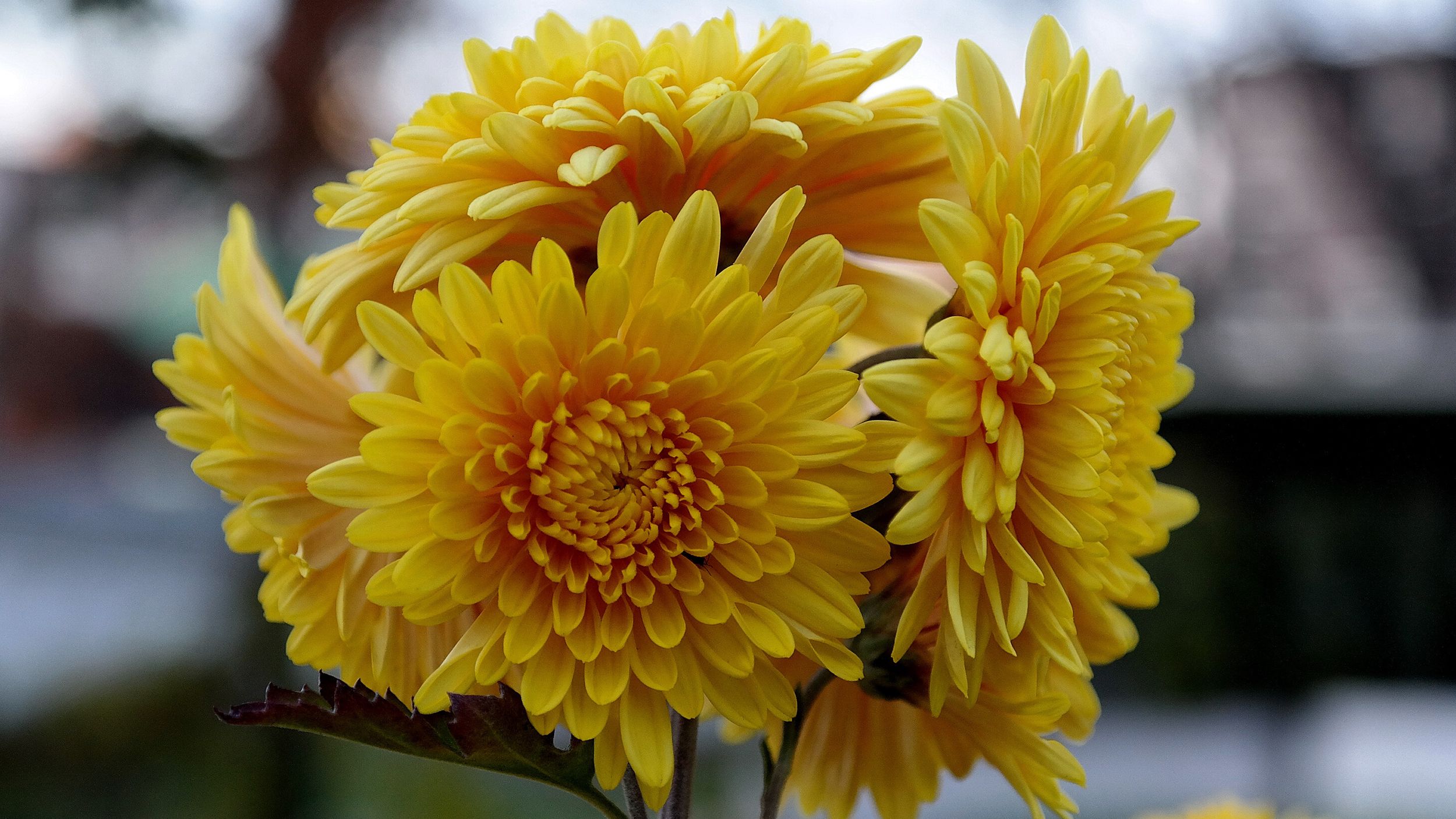 Summer Flowers-Chrysanthemum