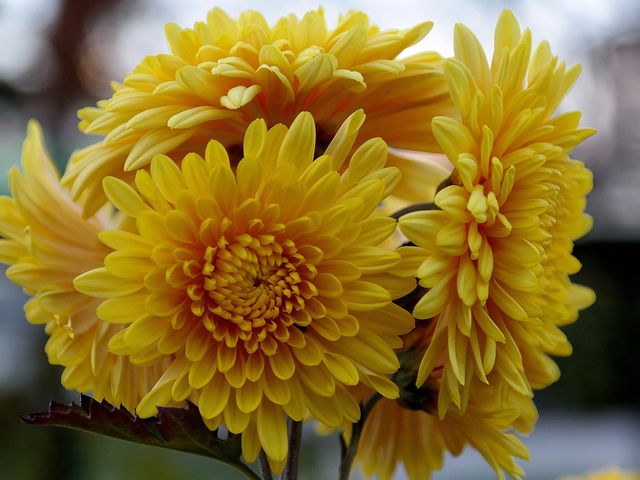 How To Grow Fall Mums How To Grow Chrysanthemums In Your Garden