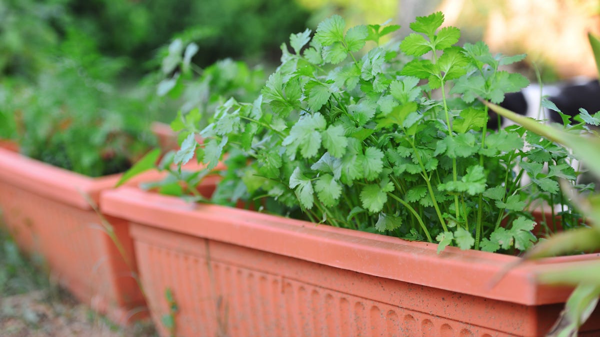 growing coriander in pots à®•à¯à®•à®¾à®© à®ªà®Ÿ à®®à¯à®Ÿà®¿à®µà¯