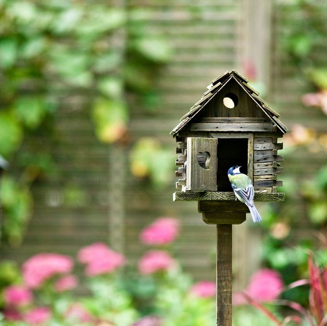 How Attracting The Right Wildlife Can Maximize Your Lawn And Garden - roblox red cardinal birdhouse