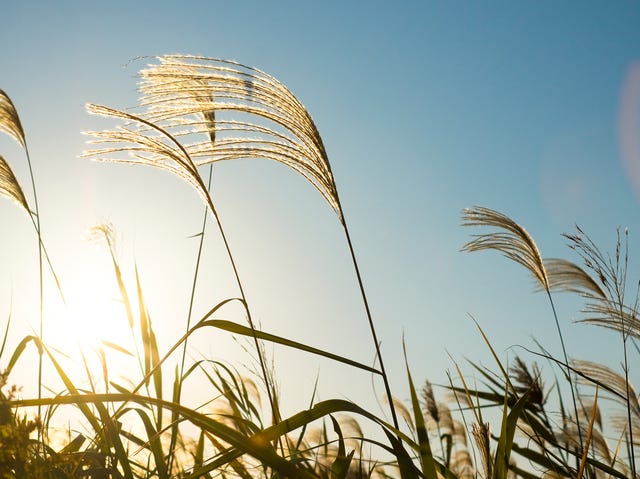 how to grow ornamental grasses tips for growing ornamental grasses
