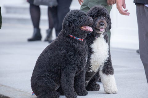Cute Dog Pictures - Bo and Sunny Obama