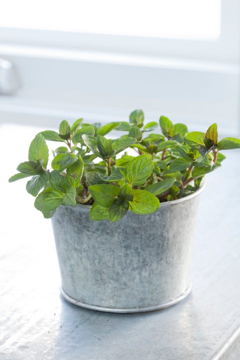 lemon balm plant