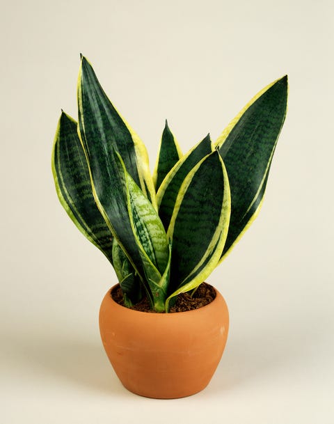 Lengua de suegra o sansevieria