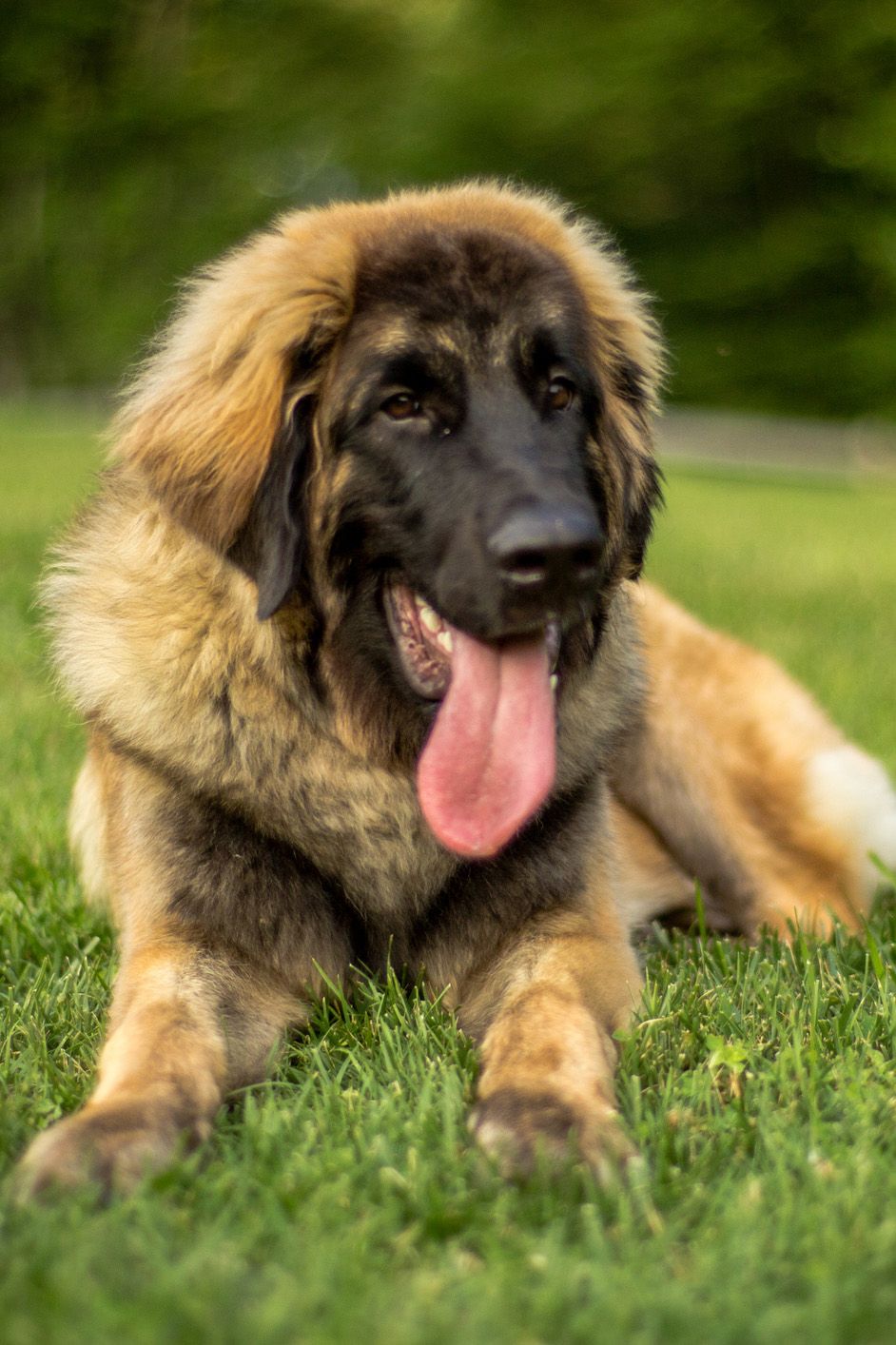 most popular big dog breeds